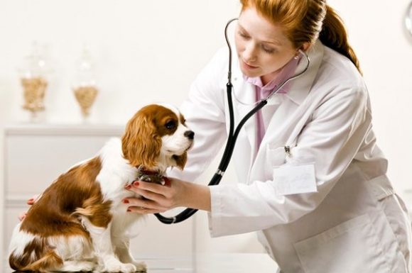 Career in Veterinary Science